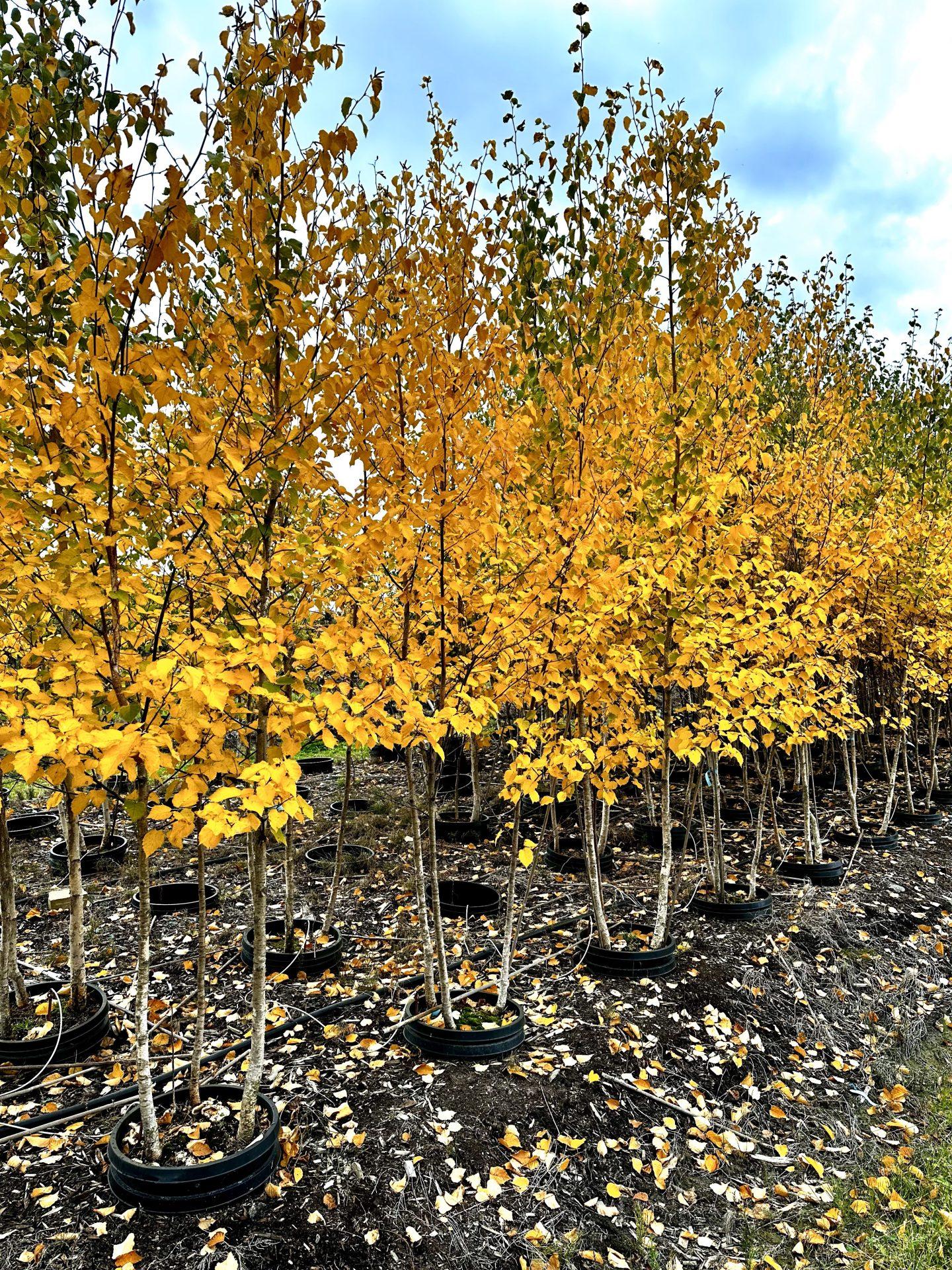 Betula Papyrifera Multi Stem - View 8 from www redcrocus com