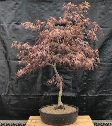 Acer Palmatum Dissectum 'crimson Queen' - View 10 from www redcrocus com