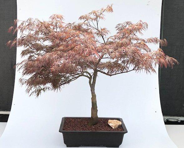 Acer Palmatum Dissectum 'crimson Queen' - View 11 from www redcrocus com