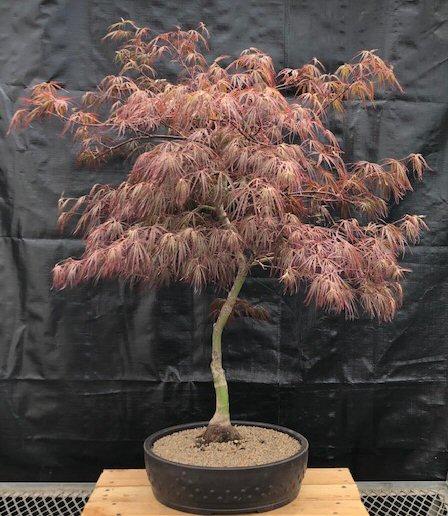 Acer Palmatum Dissectum 'crimson Queen' - View 13 from www redcrocus com