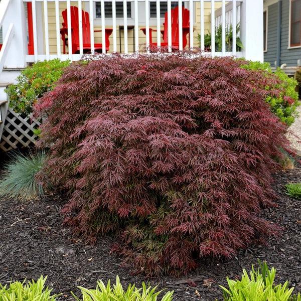 Acer Palmatum Dissectum 'crimson Queen' - View 16 from www redcrocus com