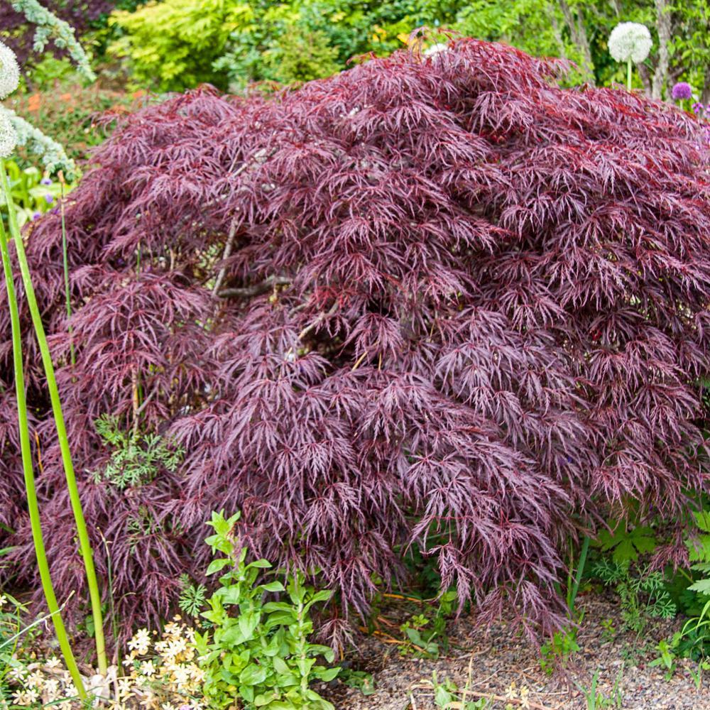 Acer Palmatum Dissectum 'crimson Queen' - View 19 from www redcrocus com