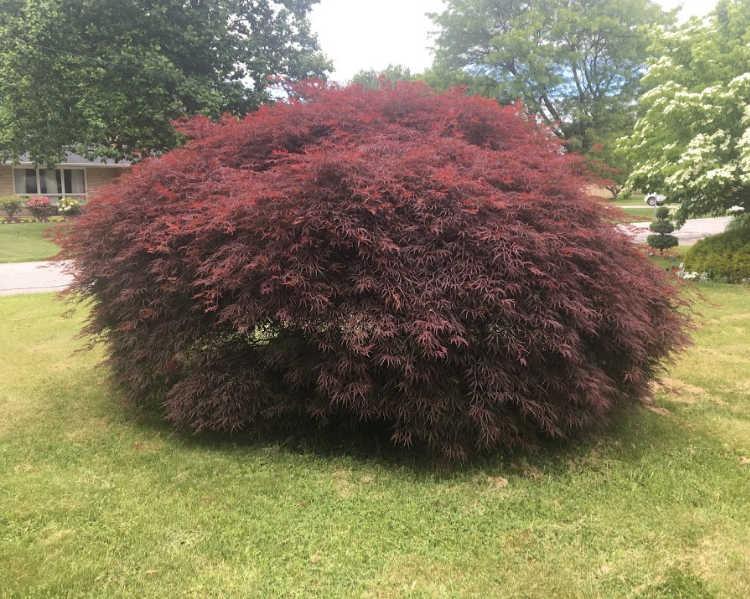 Acer Palmatum Dissectum 'crimson Queen' - View 21 from www redcrocus com