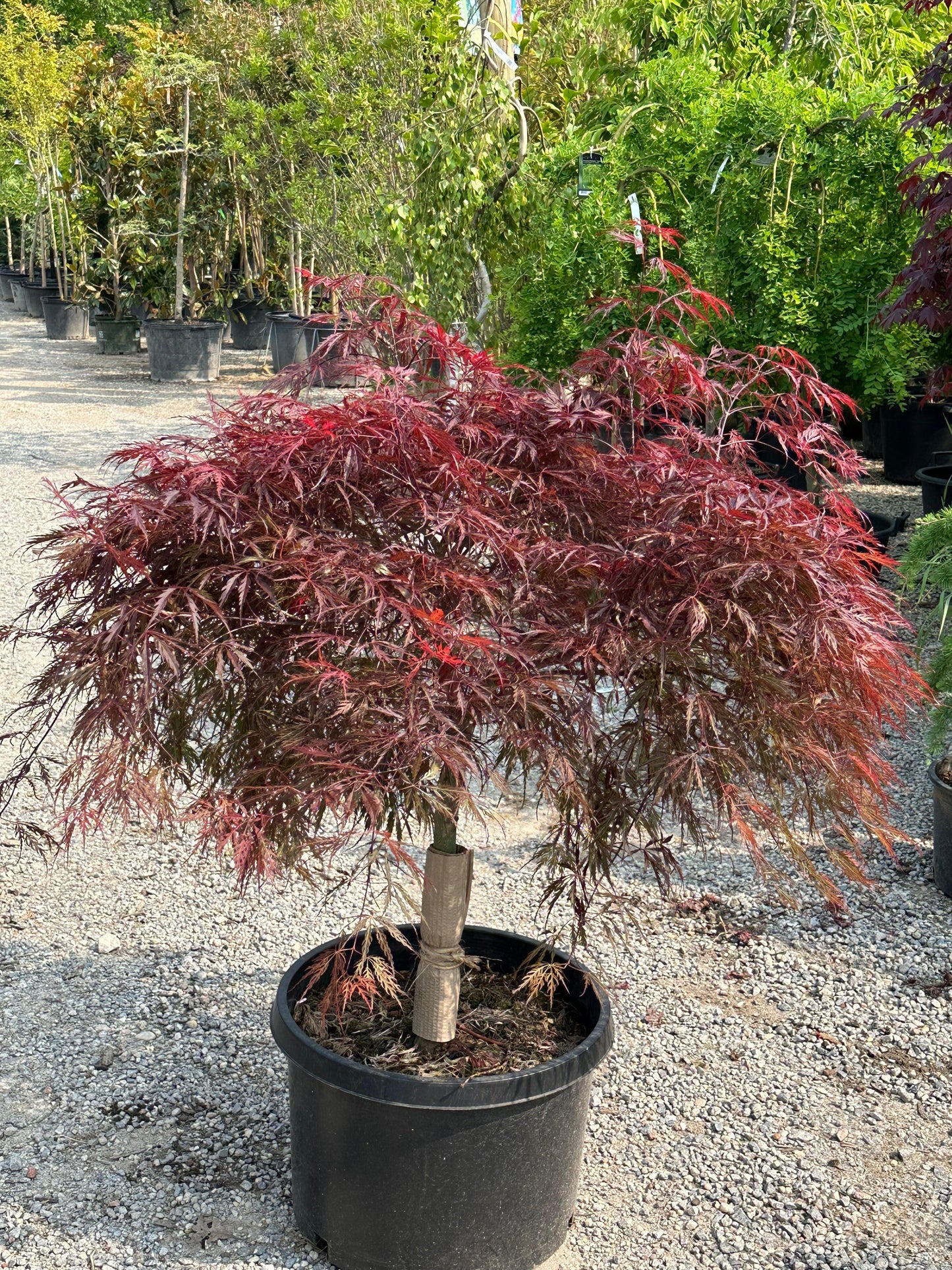 Acer Palmatum Dissectum 'crimson Queen' - View 24 from www redcrocus com