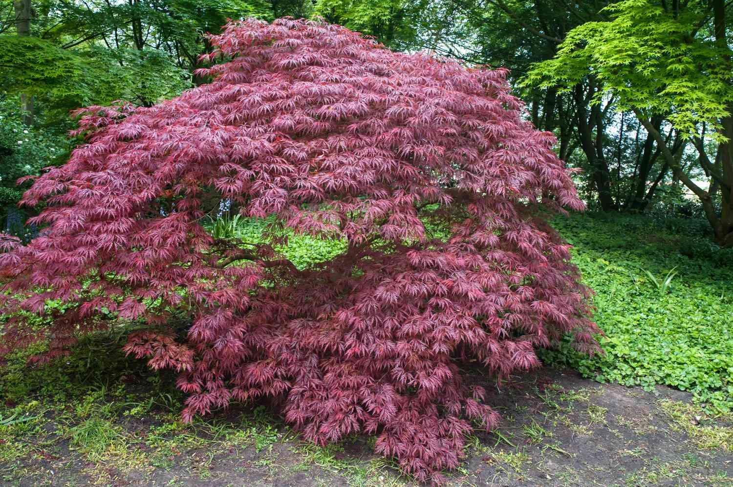 Acer Palmatum Dissectum 'crimson Queen' - View 26 from www redcrocus com