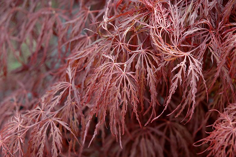 Acer Palmatum Dissectum 'crimson Queen' - View 29 from www redcrocus com