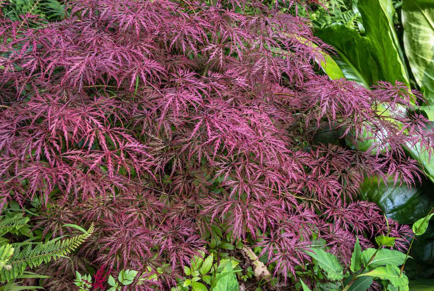 Acer Palmatum Dissectum 'crimson Queen' - View 2 from www redcrocus com