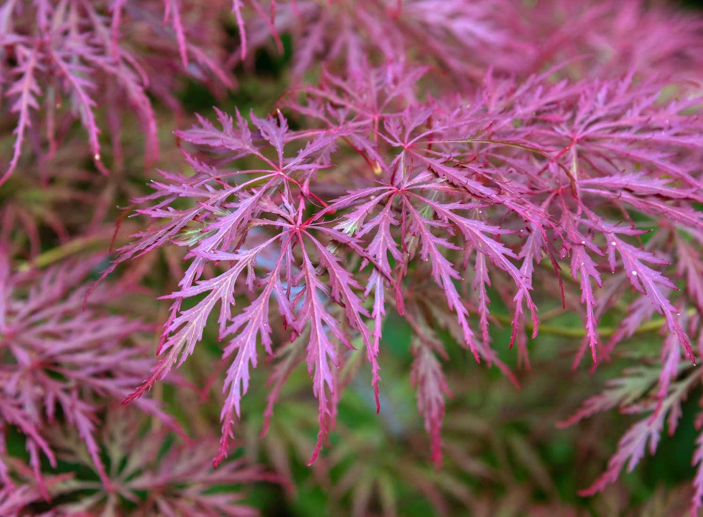 Acer Palmatum Dissectum 'crimson Queen' - View 31 from www redcrocus com