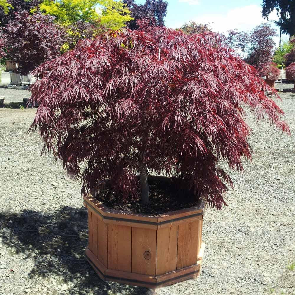 Acer Palmatum Dissectum 'crimson Queen' - View 32 from www redcrocus com