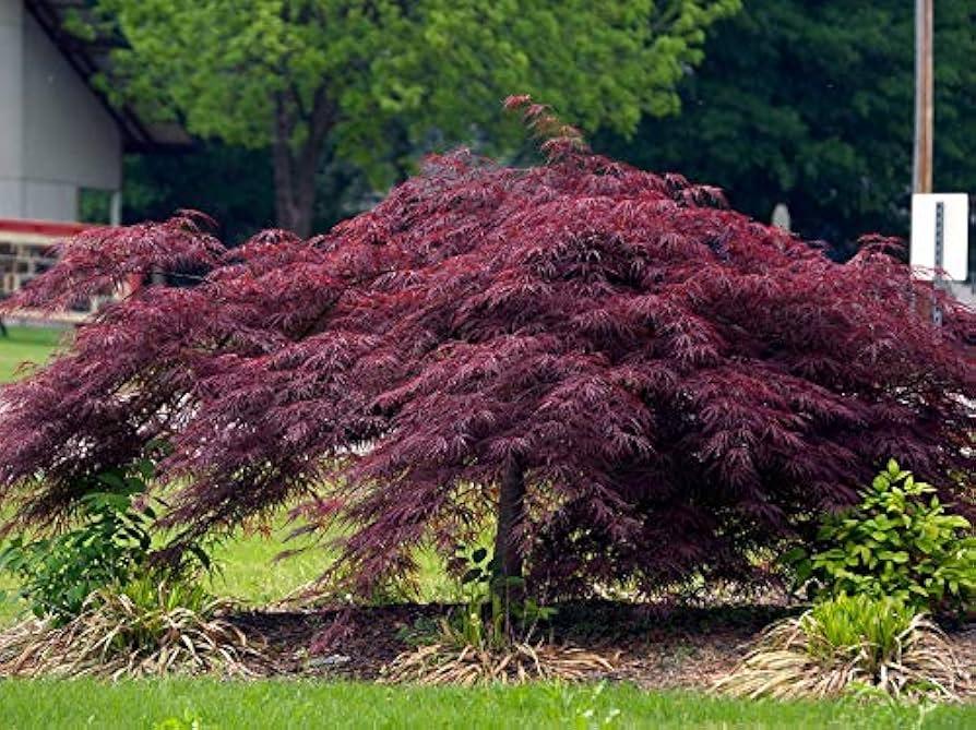 Acer Palmatum Dissectum 'crimson Queen' - View 33 from www redcrocus com