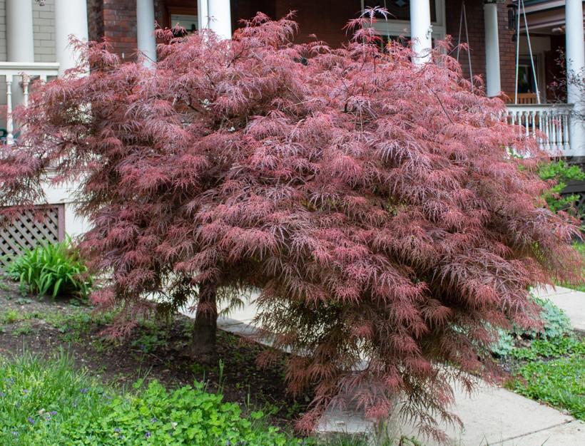 Acer Palmatum Dissectum 'crimson Queen' - View 34 from www redcrocus com