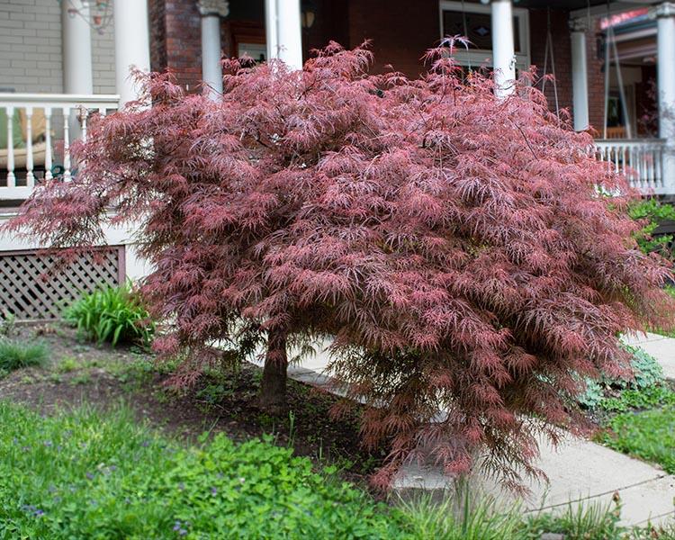 Acer Palmatum Dissectum 'crimson Queen' - View 3 from www redcrocus com