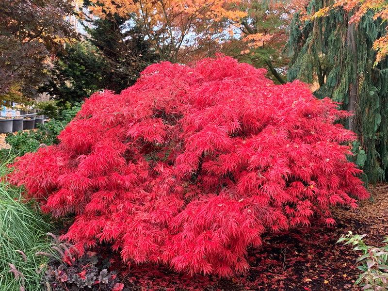 Acer Palmatum Dissectum 'crimson Queen' - View 6 from www redcrocus com