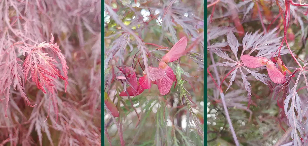 Acer Palmatum Dissectum 'crimson Queen' - View 8 from www redcrocus com