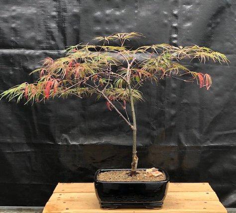 Acer Palmatum Dissectum 'crimson Queen' - View 9 from www redcrocus com
