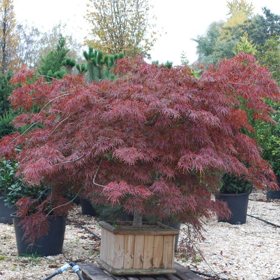 Acer Palmatum Dissectum Inabe Shidare - View 15 from www redcrocus com