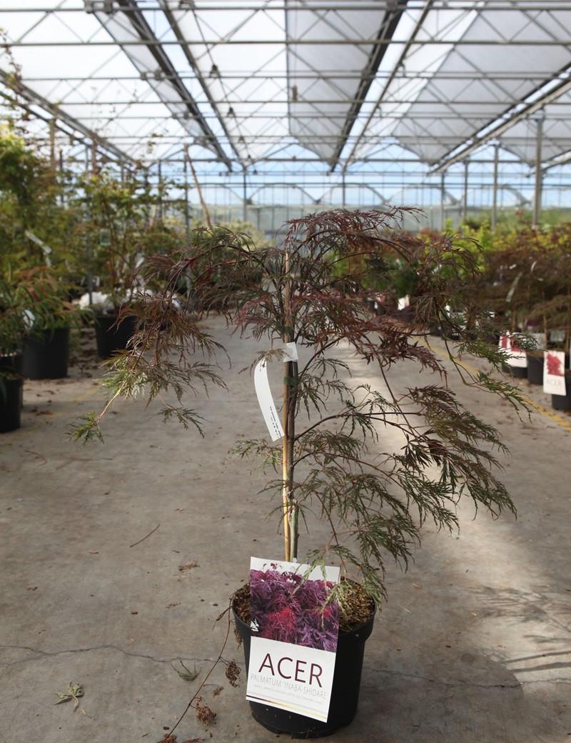 Acer Palmatum Dissectum Inabe Shidare - View 18 from www redcrocus com