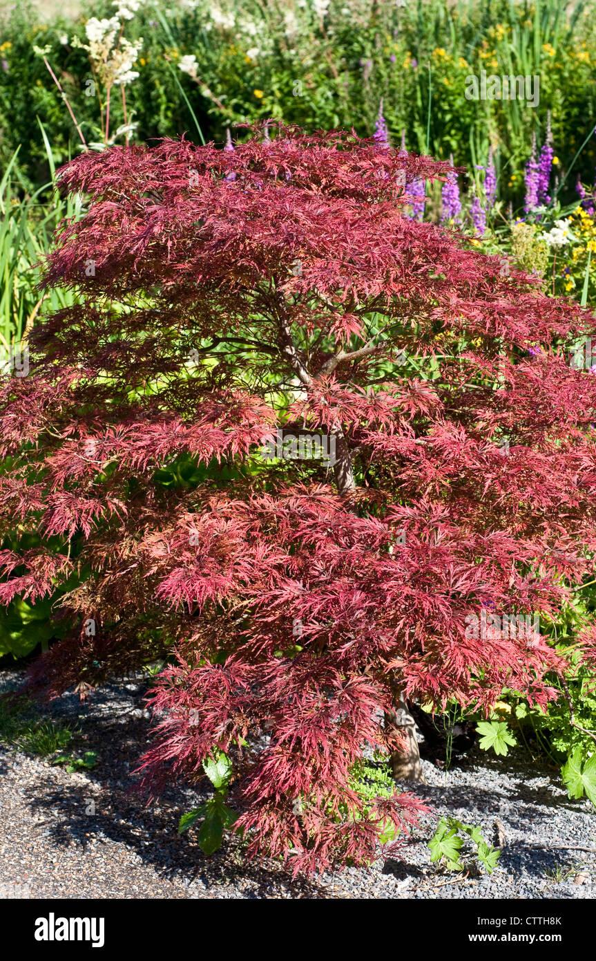 Acer Palmatum Dissectum Inabe Shidare - View 4 from www redcrocus com