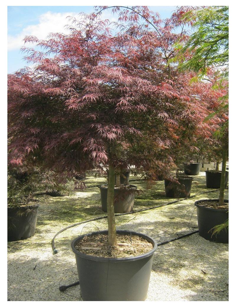 Acer Palmatum Dissectum Inabe Shidare - View 7 from www redcrocus com