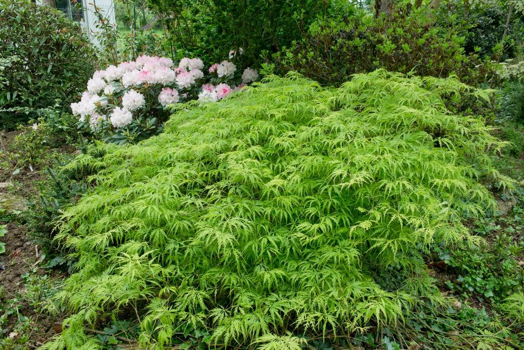 Acer Palmatum Dissectum 'viridis' - View 16 from www redcrocus com