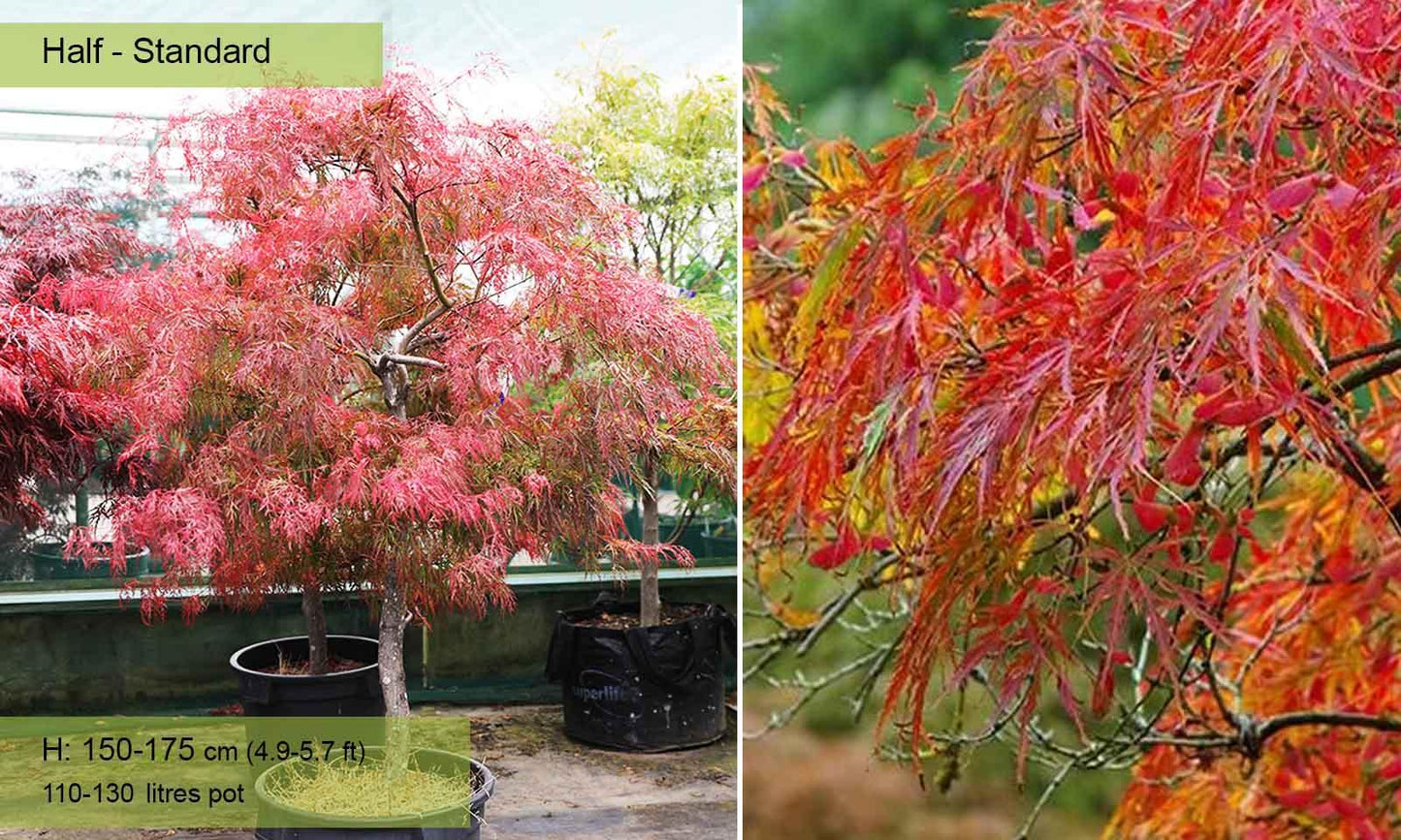 Acer Palmatum Dissectum 'viridis' - View 17 from www redcrocus com