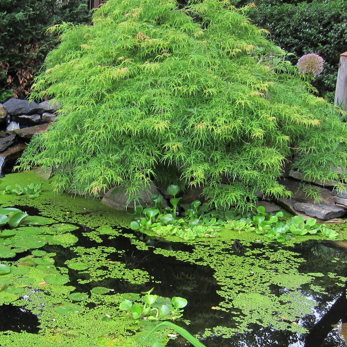 Acer Palmatum Dissectum 'viridis' - View 27 from www redcrocus com