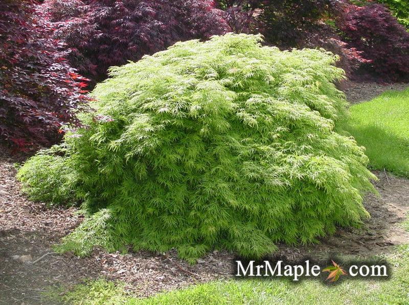 Acer Palmatum Dissectum 'viridis' - View 28 from www redcrocus com
