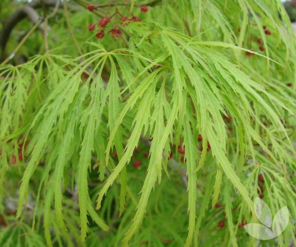 Acer Palmatum Dissectum 'viridis' - View 32 from www redcrocus com
