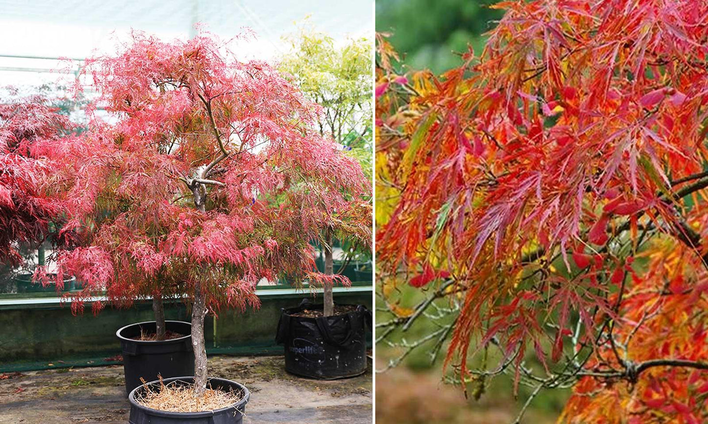 Acer Palmatum Dissectum 'viridis' - View 35 from www redcrocus com