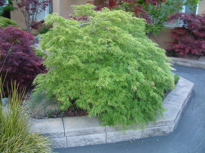 Acer Palmatum Dissectum 'viridis' - View 5 from www redcrocus com