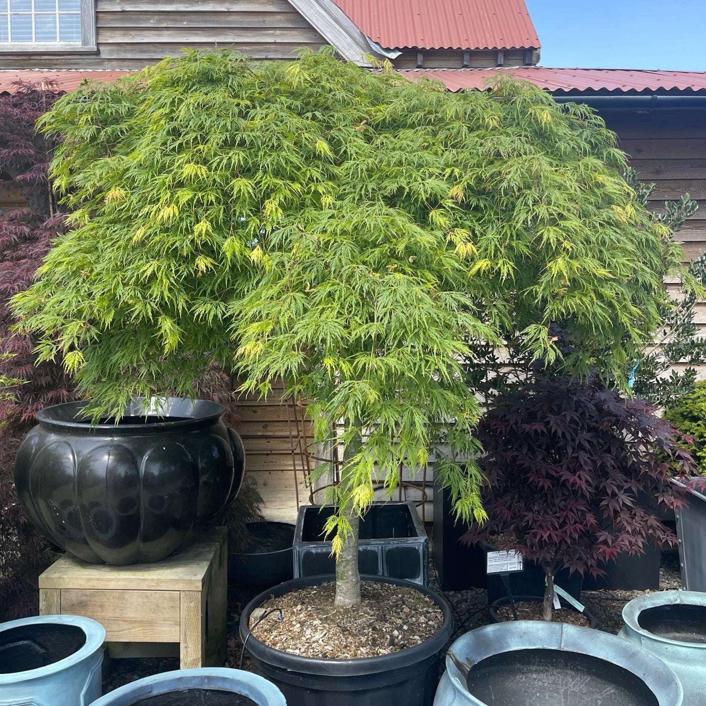 Acer Palmatum Dissectum 'viridis' - View 6 from www redcrocus com