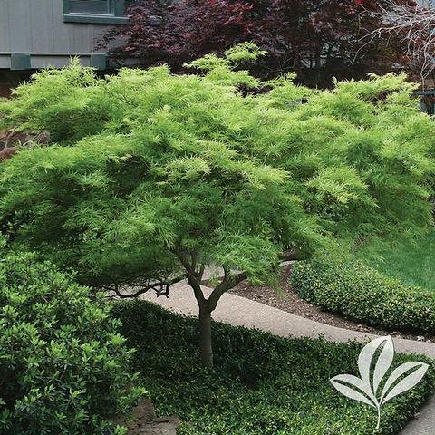 Acer Palmatum Dissectum 'viridis' - View 7 from www redcrocus com