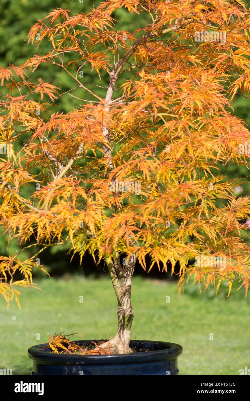 Acer Palmatum Dissectum Viridis - View 11 from www redcrocus com
