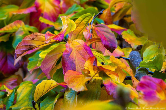 Parrotia Persica - View 11 from www redcrocus com