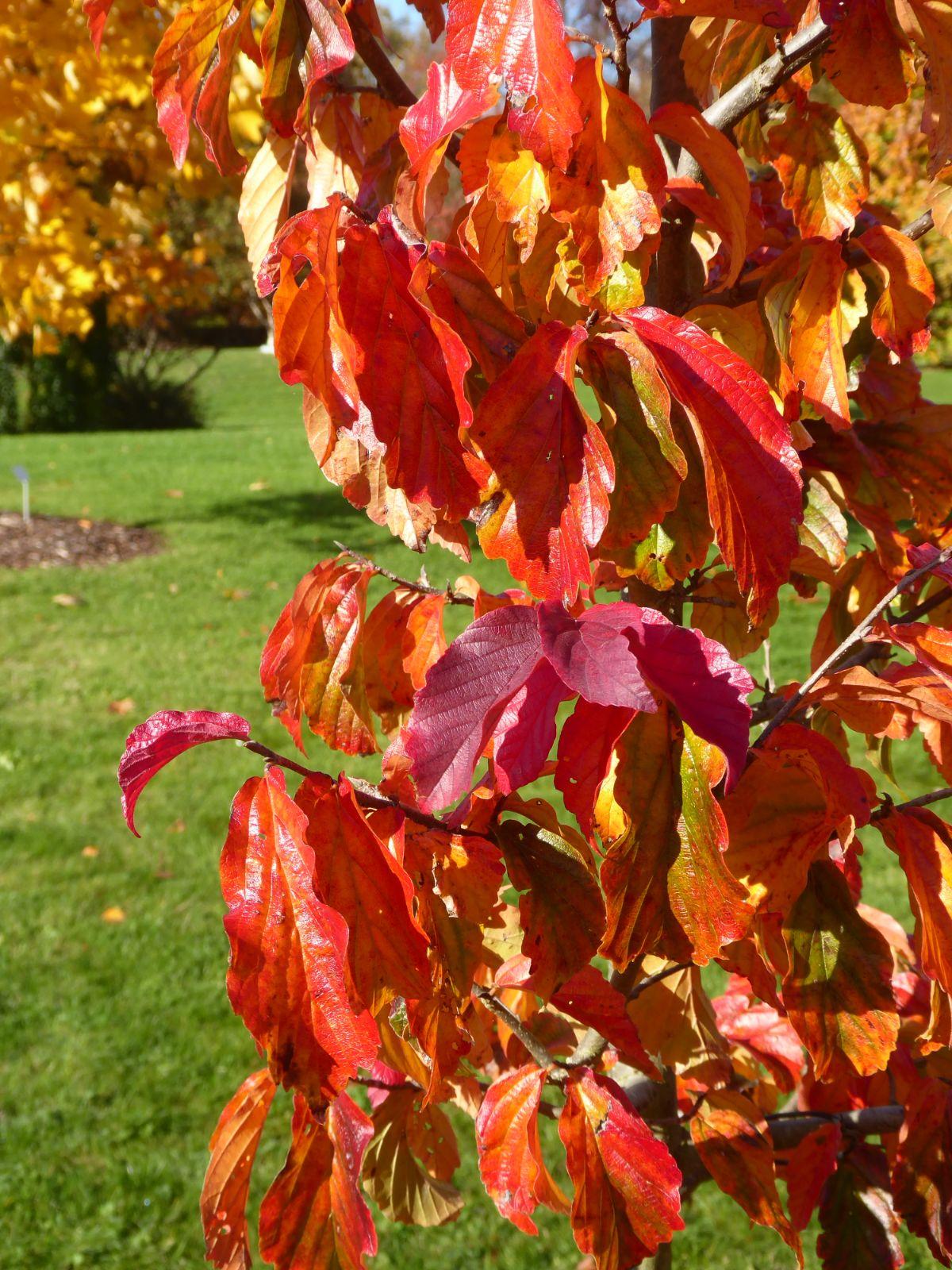 Parrotia Persica - View 12 from www redcrocus com