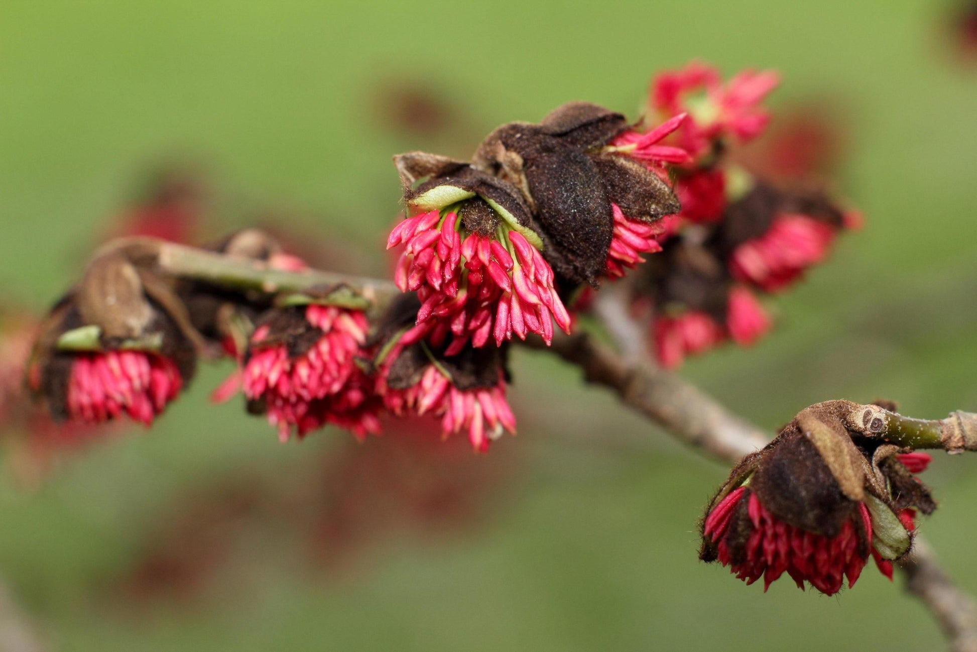 Parrotia Persica - View 16 from www redcrocus com