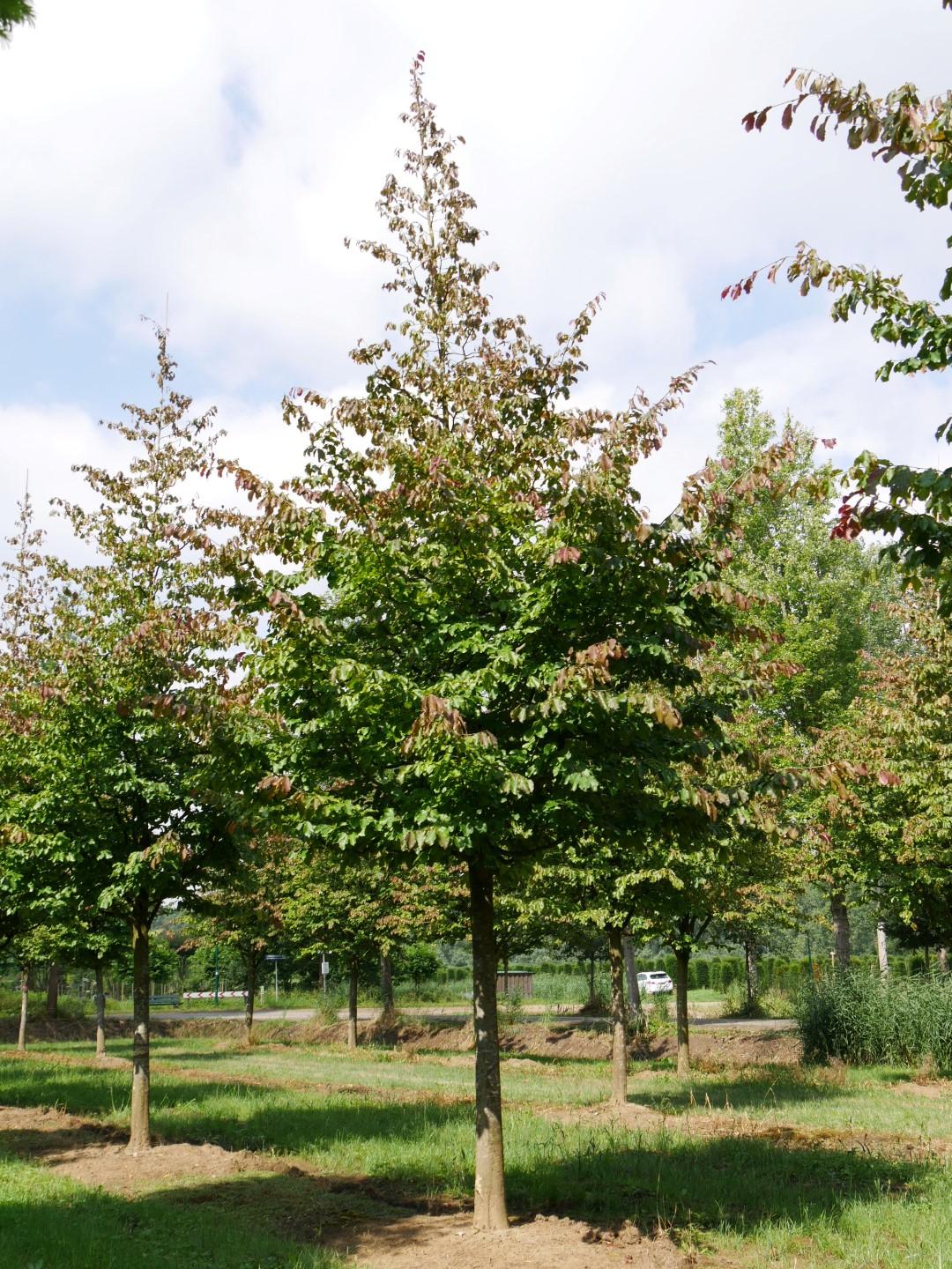 Parrotia Persica - View 18 from www redcrocus com