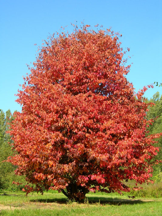 Parrotia Persica - View 1 from www redcrocus com