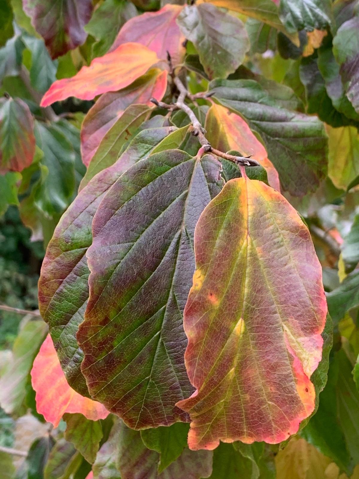 Parrotia Persica - View 4 from www redcrocus com
