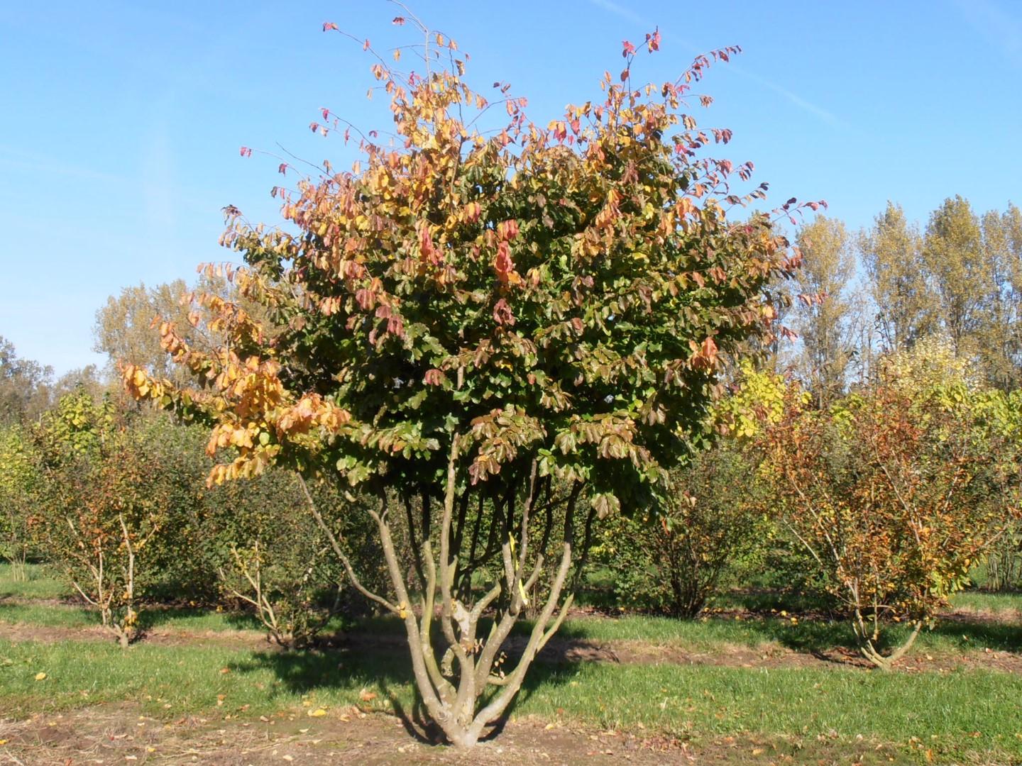 Parrotia Persica - View 5 from www redcrocus com