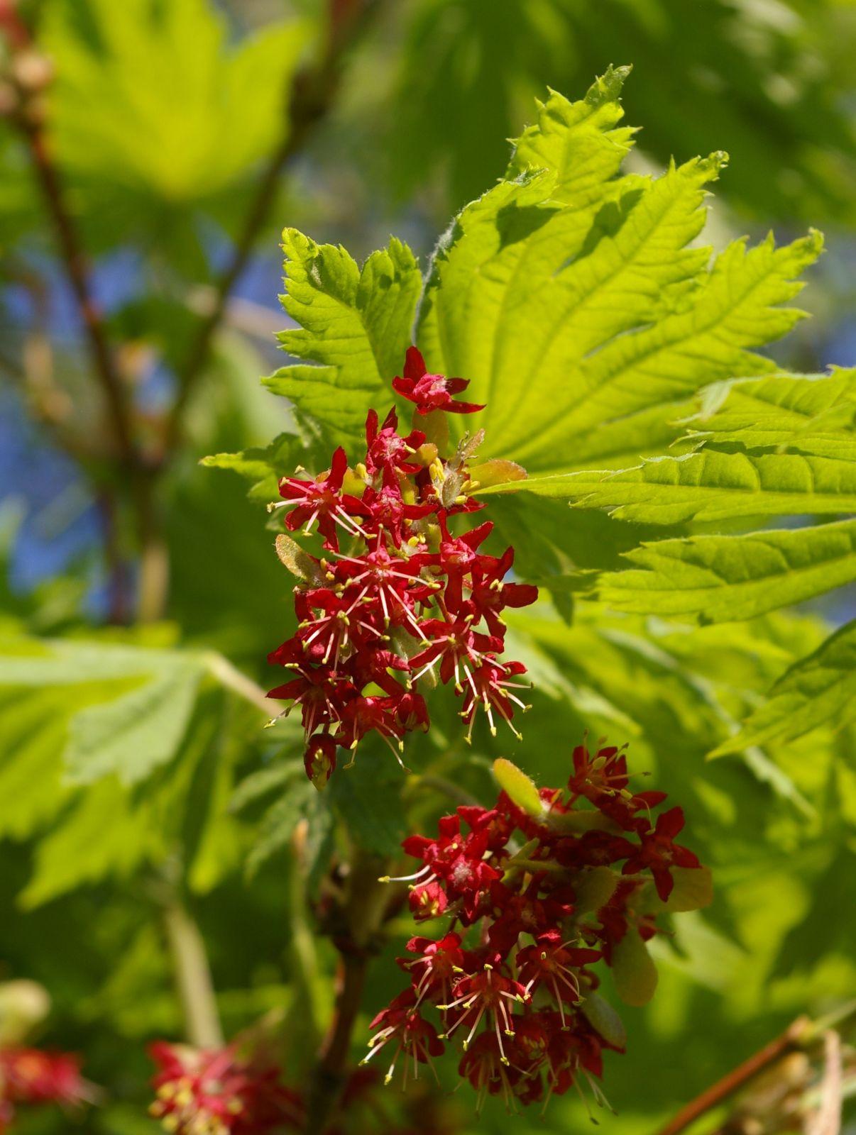 Acer Japonicum 'aconitifolium' - View 11 from www redcrocus com