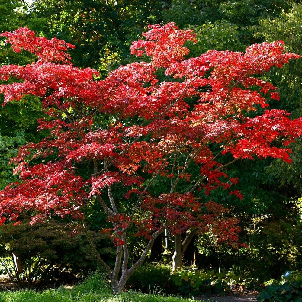 Acer Japonicum 'aconitifolium' - View 12 from www redcrocus com