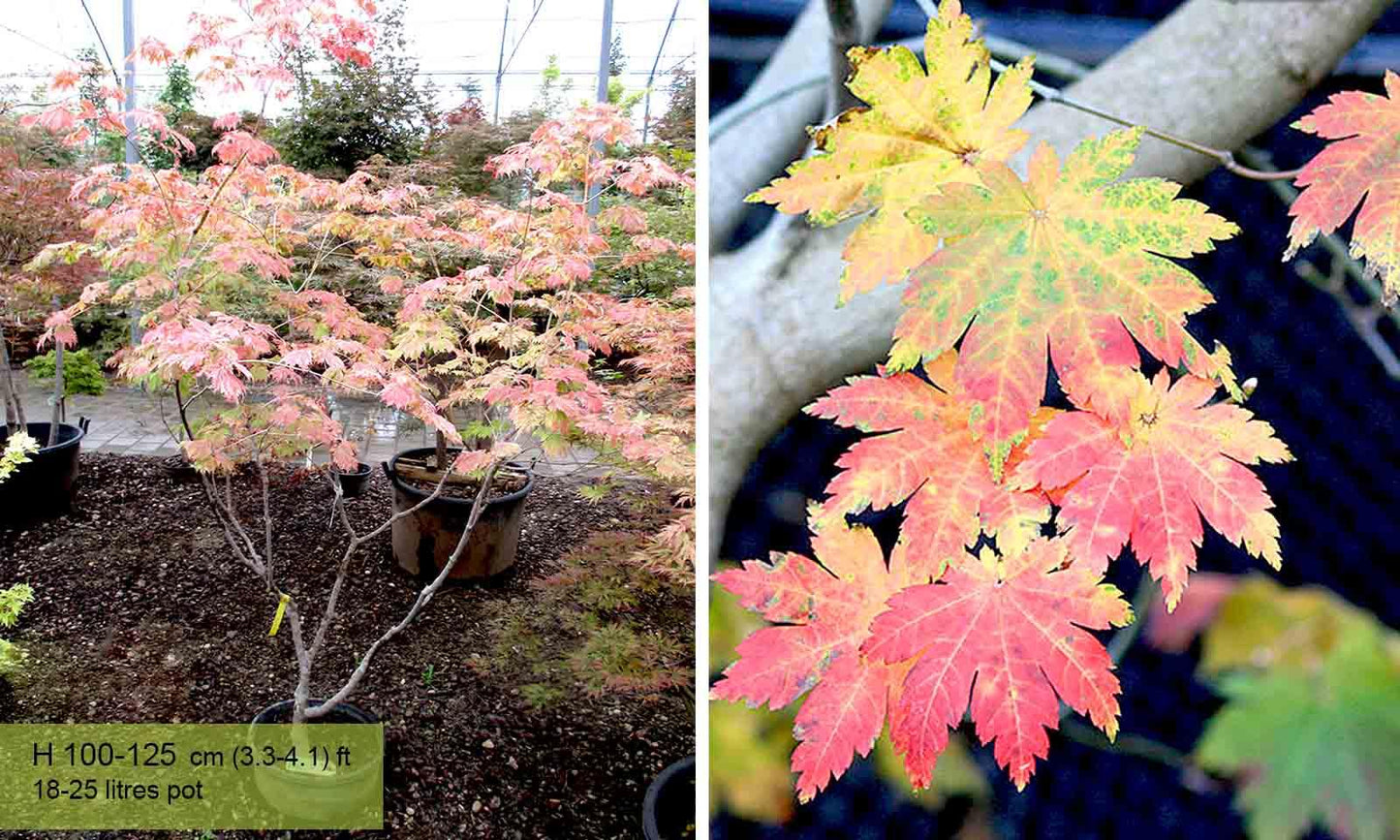 Acer Japonicum 'aconitifolium' - View 15 from www redcrocus com