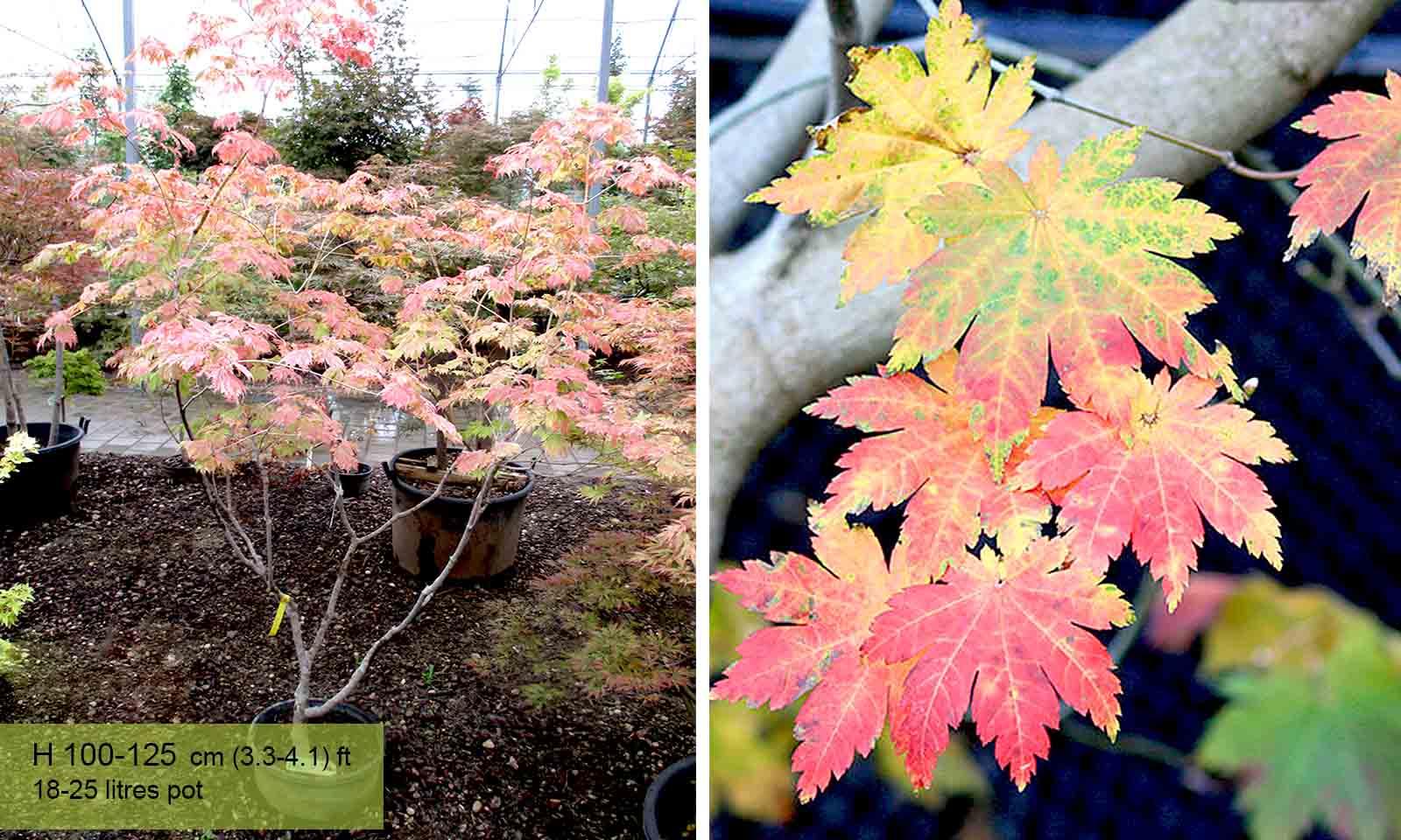 Acer Japonicum 'aconitifolium' - View 15 from www redcrocus com