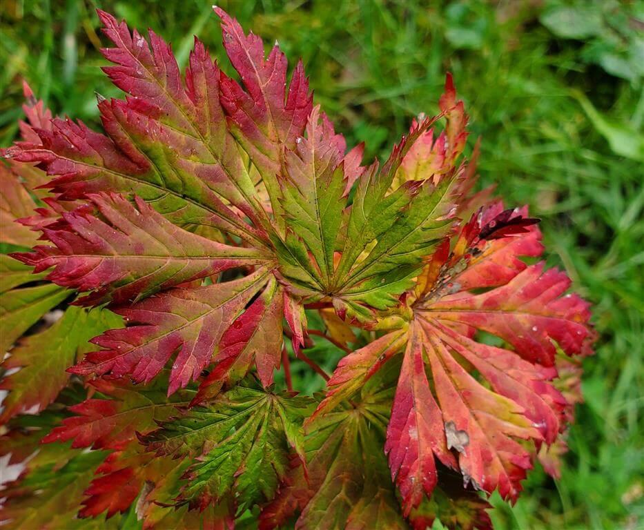 Acer Japonicum 'aconitifolium' - View 16 from www redcrocus com