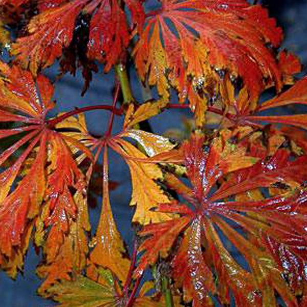 Acer Japonicum 'aconitifolium' - View 17 from www redcrocus com