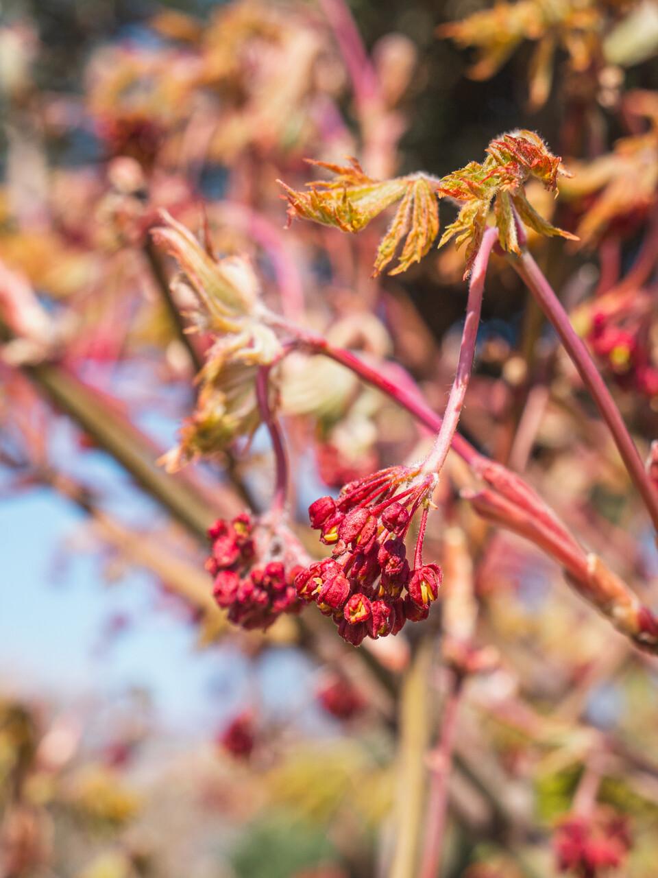 Acer Japonicum 'aconitifolium' - View 18 from www redcrocus com