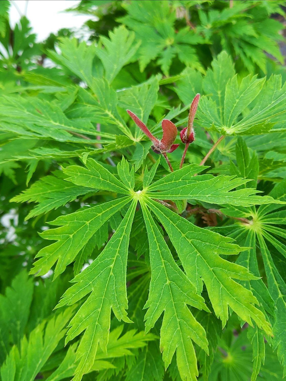 Acer Japonicum 'aconitifolium' - View 19 from www redcrocus com