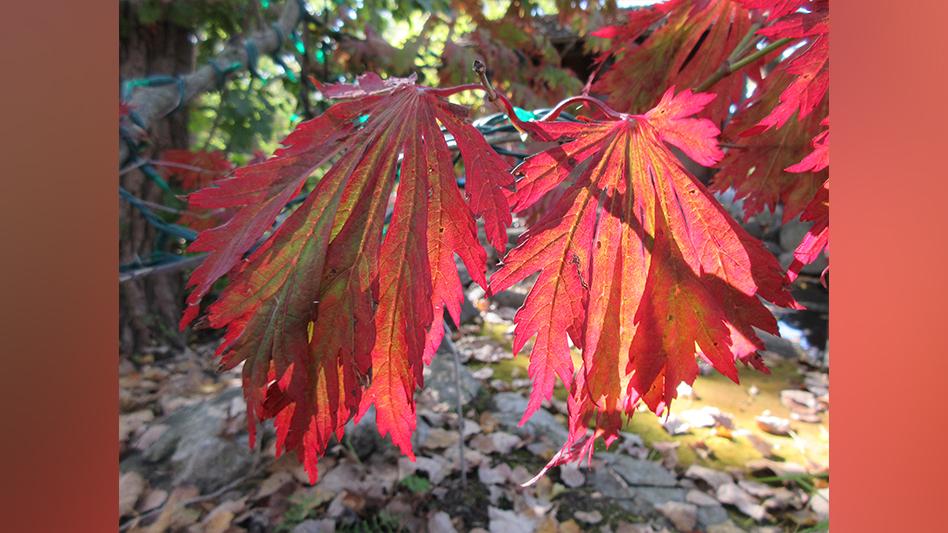 Acer Japonicum 'aconitifolium' - View 21 from www redcrocus com