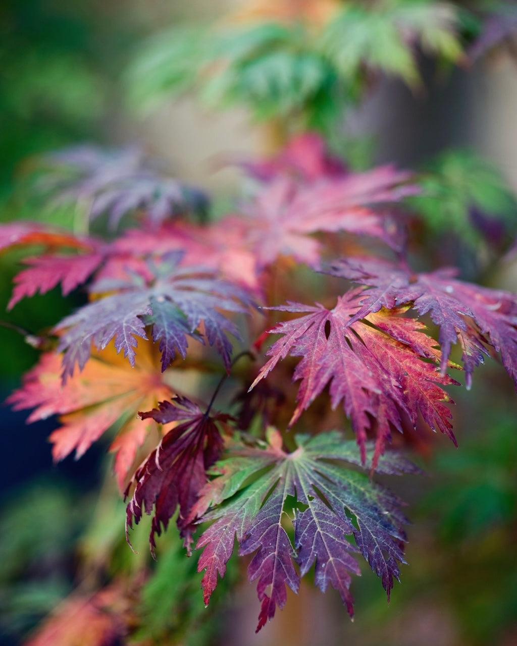 Acer Japonicum 'aconitifolium' - View 23 from www redcrocus com